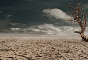 Brown leafless tree standing on parched, cracked soil under daylight, illustrating the impact of drought on ecosystems.