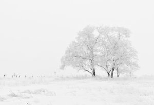 Black and white illustration of bare winter trees, symbolizing cold and barren landscapes.